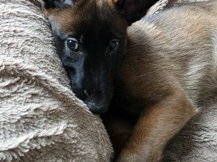 Purebred Belgian Malinois Puppies for Sale